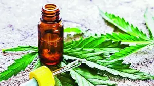 Salud: cambios y continuidad para el cultivo del Cannabis Medicinal
