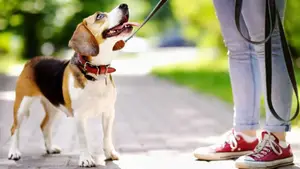 Increíble: este es el país que prohíbe tener perros y pasearlos por la calle