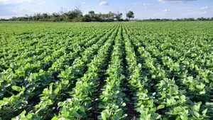 Derechos de exportación para el agro: ARCA ajusta pautas para la reducción de la alícuota