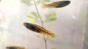 La UBA entrega peces GRATIS para combatir el dengue: cómo sumarse al programa