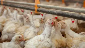 Alerta por gripe aviar en Brasil: Argentina blinda la frontera y suspende importaciones
