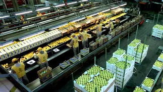 La mayor productora de limones del mundo busca extender el pago de parte de su deuda