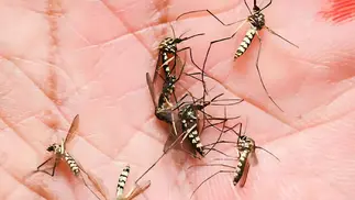 ANMAT prohibió marca de tabletas y espirales contra mosquitos por ser peligroso