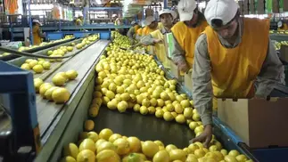 La productora de limones San Miguel debe u$s231 millones y refinancia deuda a 2029