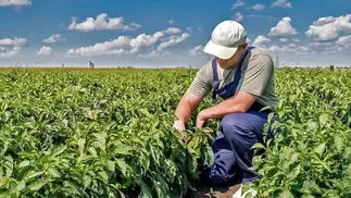 El Gobierno prorrogó el régimen rural compatible con planes sociales
