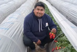El productor de frutillas que encontró un negocio en pleno polo sojero