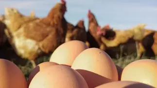 El 90% de los huevos se produce en jaulas y buscan informar al consumidor