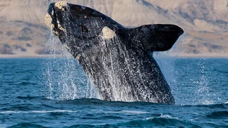 Registran el viaje migratorio de una ballena franca austral