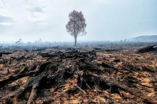 Proponen incorporar el delito de ecocidio al Código Penal