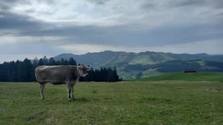 Naturaleza vs propiedad privada: las locas normas de país europeo