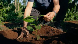 Gigante del café acelera su estrategia para garantizar suministro ante el cambio climático