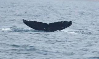 Prueban una nueva aplicación para localizar ballenas y que los barcos no las choquen