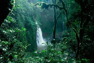 Google ahora lleva su servicio Street View a la selva del Amazonas