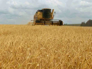 El Gobierno va por acopiadores y exportadores para aplicar Ley de abastecimiento por falta de trigo