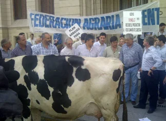 Tamberos ordeñaron una vaca en pleno microcentro 'para que Yahuar conozca lo que es'