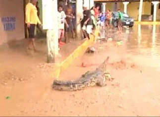 Tras las inundaciones en México, apareció un cocodrilo suelto por las calles de Acapulco