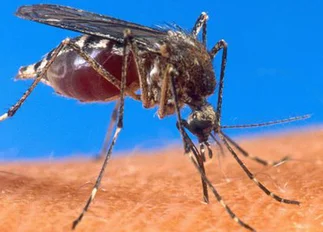 Detectan 70 casos de dengue en Córdoba, la mayorí­a en la capital