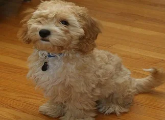 Un perro al estilo Dorian Gray: crean un cachorro que no envejece