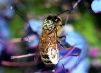 Aplican sensores a las abejas y así­ entran al mundo digital