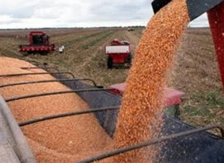 De cada 7 kilos de alimentos que se exportan, solo 1 kilo es para consumo humano