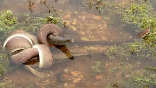 Espeluznante: el momento en que una pitón se devora entero a un cocodrilo