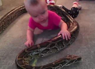 El impactante video de una bebé jugando con una serpiente pitón