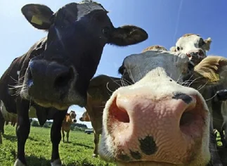 Un grupo de cientí­ficos argentinos eliminó el gen de la 'vaca loca'