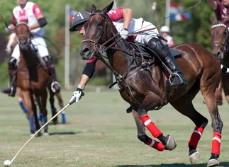 Escándalo en el polo: detectan millonaria evasión en la exportación de caballos de famosos jugadores