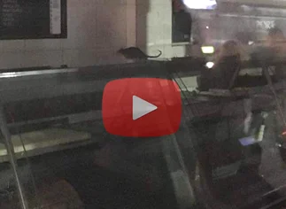 Video: la carnicerí­a de Recoleta clausurada por presencia de ratas