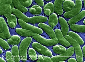 Todo lo que hay que saber sobre la bacteria 'comedora de carne' que aqueja a las playas de Uruguay
