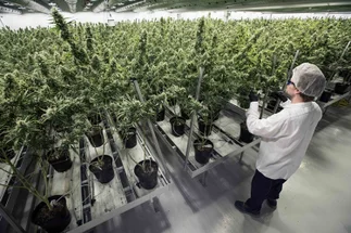 La lucha sin fin de las madres de la marihuana medicinal en la Argentina