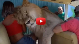Video: Un león se mete en un vehículo lleno de turistas 'a la caza' de caricias