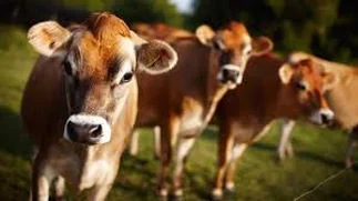 Los Werthein buscan fondos para financiar sus negocios agropecuarios