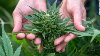 Según la OMS, el cannabis no es una droga peligrosa