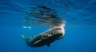 Encontró vómito de ballena en la playa que vale una fortuna