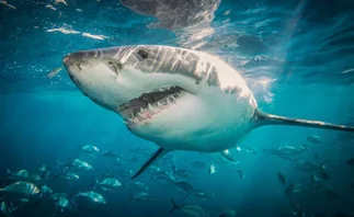 Murió una mujer que fue atacada por tiburones