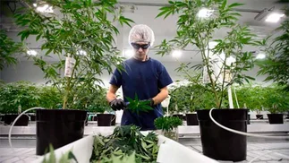 La mayor empresa de cannabis medicinal del mundo desembarca en la Argentina