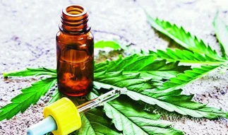Gobierno legalizó el autocultivo de Cannabis para uso medicinal