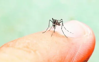 Invierno: buen momento para iniciar el esquema de vacunación contra el dengue