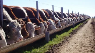 Acuerdo Mercosur-UE ya está vigente: prevén alza exportadora argentina con salto del 80%