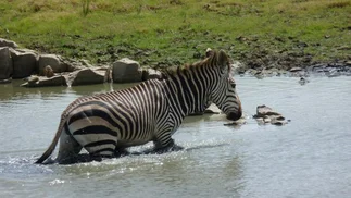 Video: inesperado final cuando cocodrilos atacan a una cebra