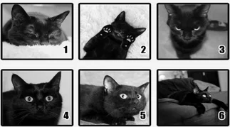 Elegí el gato negro que más llame tu atención y descubrí a qué temerle