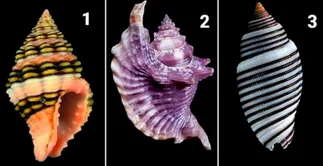 ¿Qué caracol elegís?: el test revela secretos oscuros de tu ser