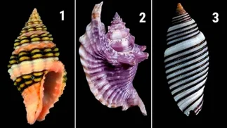 TEST de los CARACOLES: conocé tus secretos más oscuros