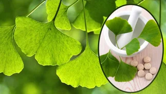GINKGO BILOBA: usos, propiedades y cómo tomar la planta medicinal