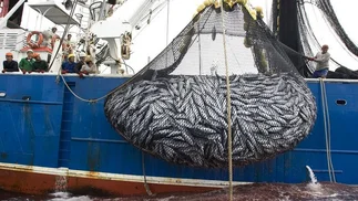 Pesqueros chinos y coreanos cazan lobos marinos en Argentina