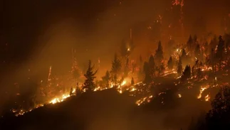 El Gobierno de Milei disolvió un fondo clave para la protección de los bosques nativos