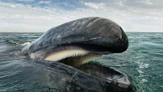 Increíble: el hombre que quedó atrapado en la boca de una ballena