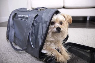 El Gobierno habilitó el traslado de mascotas en transporte de larga distancia