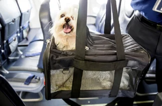 Nuevas reglas para llevar mascotas en los aviones y quién tiene la última palabra